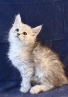 Available Maine Coon Kitten MD