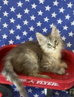 Available Maine Coon Kitten MD