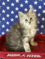 Available Maine Coon Kitten MD