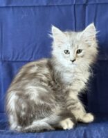 Available Maine Coon Kitten MD