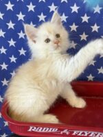 Available Maine Coon Kitten MD