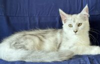 Available Maine Coon Kitten MD