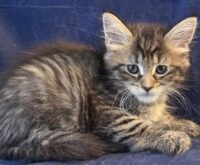 Available Maine Coon Kitten MD