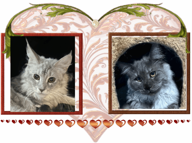 Available Maine Coon Kitten MD