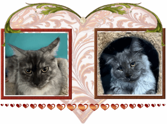 Available Maine Coon Kitten MD