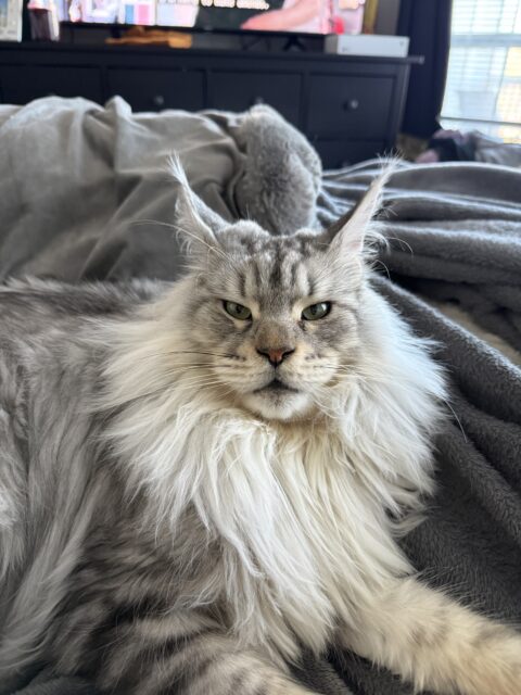 Available Maine Coon Kitten MD