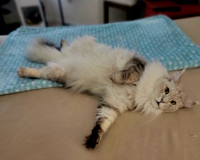 Available Maine Coon Kitten MD