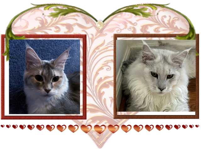 Available Maine Coon Kitten MD