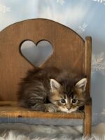Available Maine Coon Kitten MD