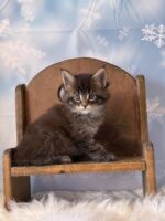 Available Maine Coon Kitten MD