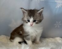 Available Maine Coon Kitten MD
