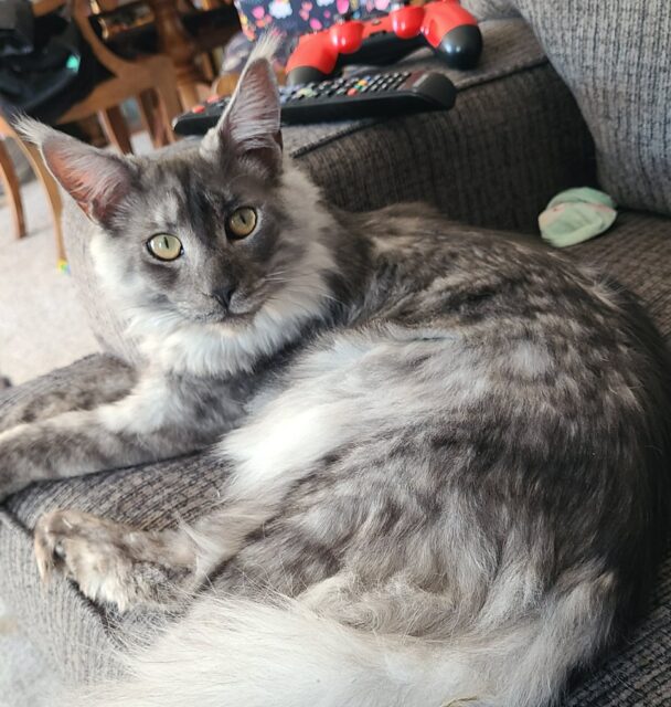 Available Maine Coon Kitten MD