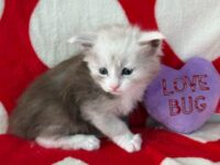 Available Maine Coon Kitten MD