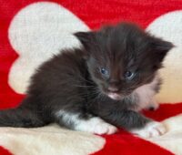 Available Maine Coon Kitten MD