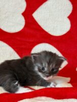 Available Maine Coon Kitten MD