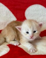 Available Maine Coon Kitten MD