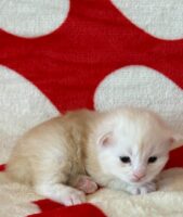 Available Maine Coon Kitten MD