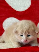 Available Maine Coon Kitten MD