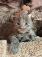 Available Maine Coon Kitten MD