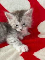 Available Maine Coon Kitten MD