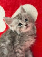 Available Maine Coon Kitten MD
