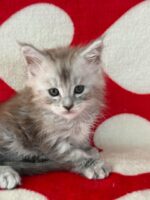 Available Maine Coon Kitten MD