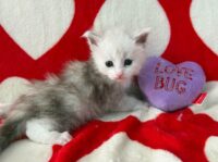 Available Maine Coon Kitten MD