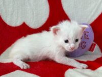 Available Maine Coon Kitten MD