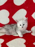 Available Maine Coon Kitten MD