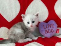 Available Maine Coon Kitten MD