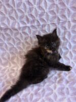 Available Maine Coon Kitten MD