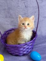Available Maine Coon Kitten MD