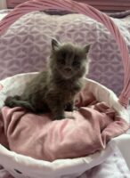 Available Maine Coon Kitten MD