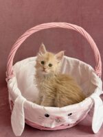 Available Maine Coon Kitten MD
