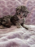 Available Maine Coon Kitten MD