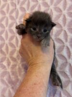 Available Maine Coon Kitten MD