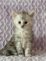 Available Maine Coon Kitten MD