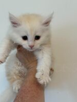 Available Maine Coon Kitten MD