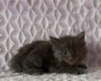 Available Maine Coon Kitten MD