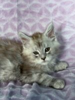 Available Maine Coon Kitten MD