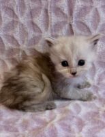 Available Maine Coon Kitten MD
