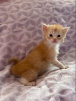 Available Maine Coon Kitten MD