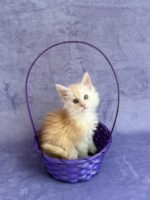 Available Maine Coon Kitten MD