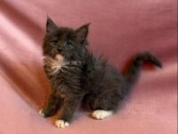 Available Maine Coon Kitten MD