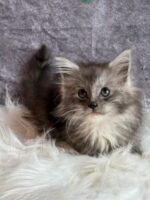 Available Maine Coon Kitten MD