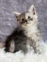 Available Maine Coon Kitten MD