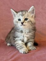 Available Maine Coon Kitten MD