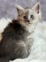 Available Maine Coon Kitten MD