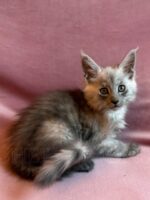 Available Maine Coon Kitten MD