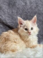 Available Maine Coon Kitten MD